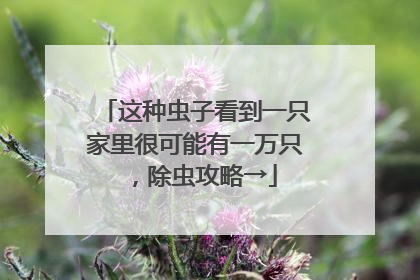 这种虫子看到一只家里很可能有一万只，除虫攻略→