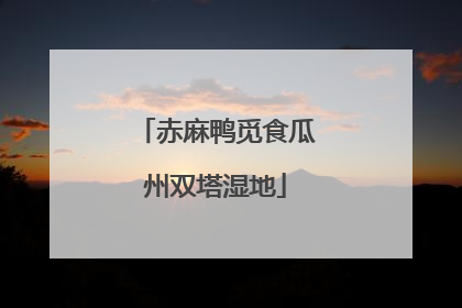 赤麻鸭觅食瓜州双塔湿地