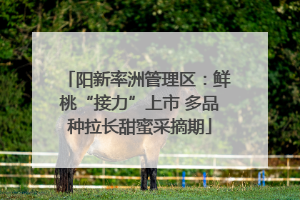 阳新率洲管理区：鲜桃“接力”上市 多品种拉长甜蜜采摘期