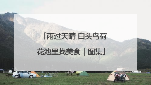 雨过天晴 白头鸟荷花池里找美食｜图集