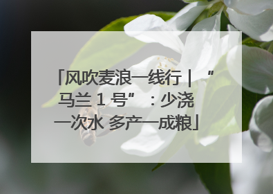 风吹麦浪一线行｜“马兰 1 号”：少浇一次水 多产一成粮