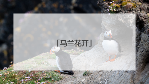 马兰花开