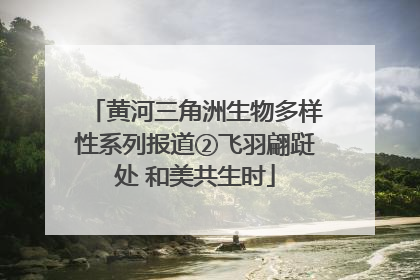 黄河三角洲生物多样性系列报道②飞羽翩跹处 和美共生时