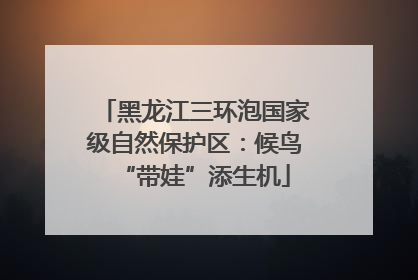 黑龙江三环泡国家级自然保护区：候鸟“带娃”添生机