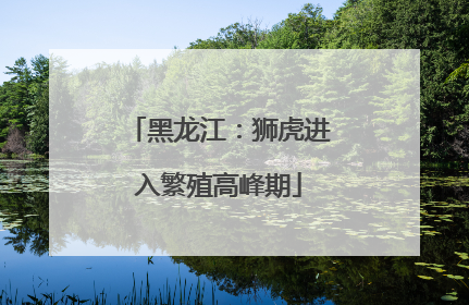 黑龙江：狮虎进入繁殖高峰期